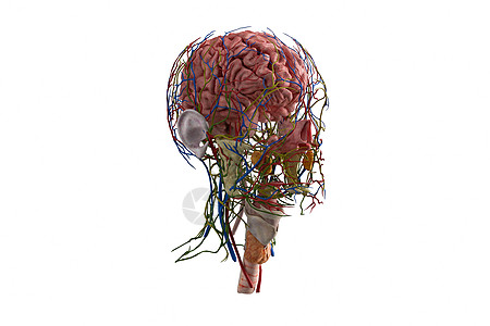 人体大脑模型侧面高清图片