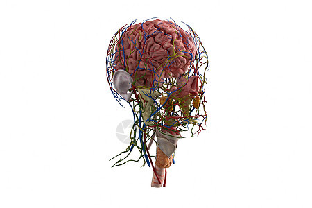 人体大脑模型侧面背景图片