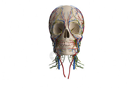 C4D人体头骨模型图片
