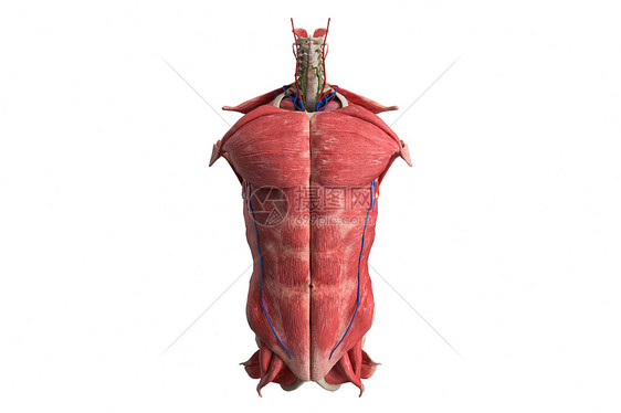 人体结构躯干图片