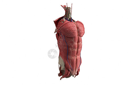 C4D人体躯干模型图片
