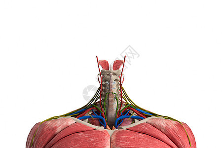 C4D人体颈椎模型图片