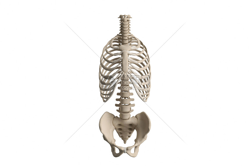 3D人体躯干骨架图片