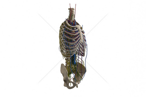 3D人体胸腔骨骼模型图片