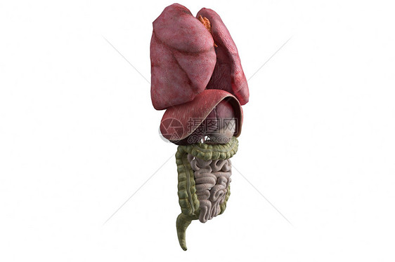 3D人体内脏模型图片