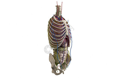 C4D人体血管淋巴骨架图片