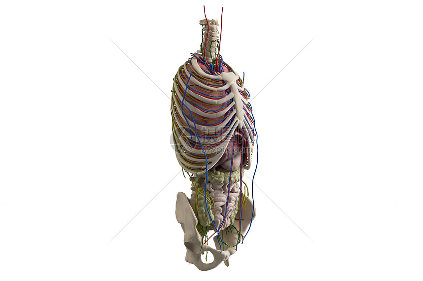 C4D人体血管淋巴骨架图片