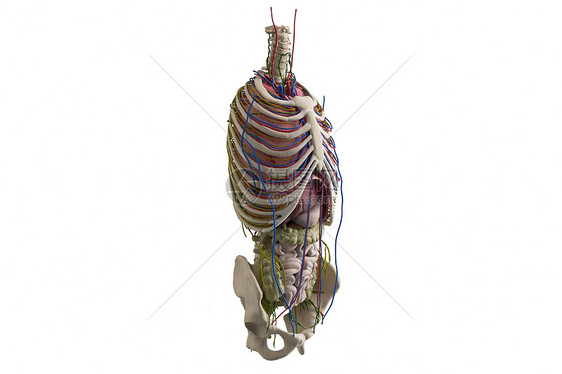 C4D人体血管淋巴骨架图片