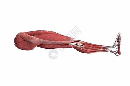 下肢模型人体下肢肌肉设计图片