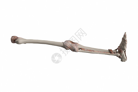 下肢模型人体腿骨模型设计图片