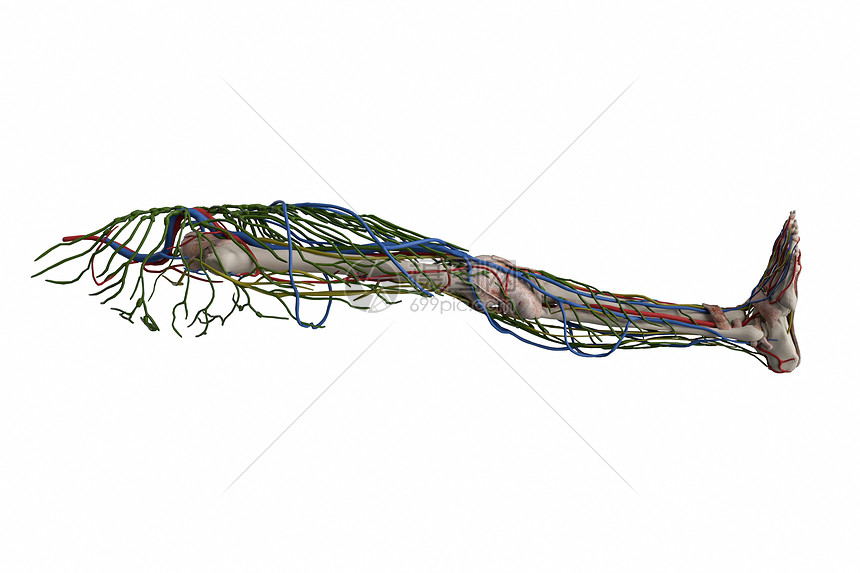 人体下肢血管淋巴图片