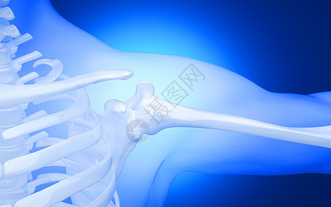 3D人体锁骨上肢骨背景图片