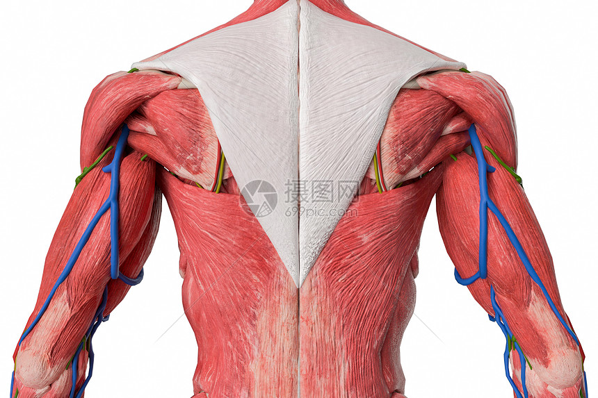 人体背部结构特写图片