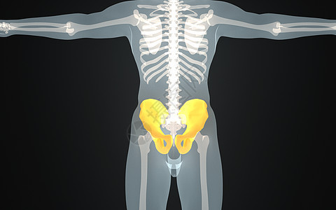 人体盆骨结构背景图片