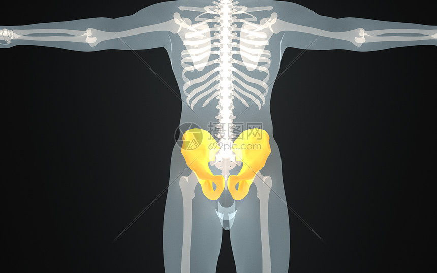 人体盆骨结构图片
