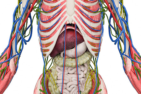 人体内脏结构特写图片