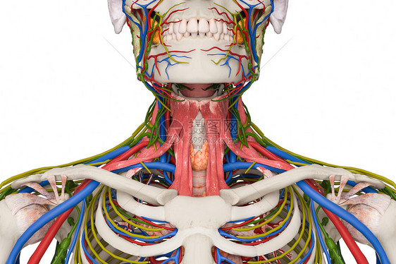 C4D人体结构特写图片