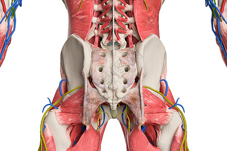 骨盆后视肌肉组织高清图片