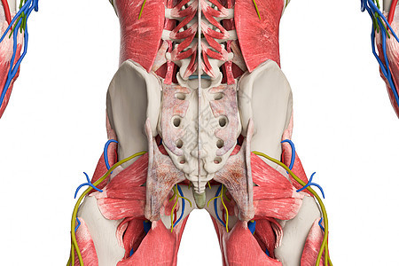 骨盆后视图片