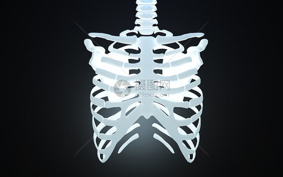 人体胸腔骨骼模型图片