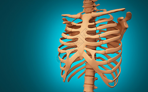 人体胸骨结构图片
