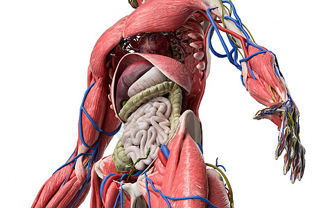 人体内脏结构特写图片