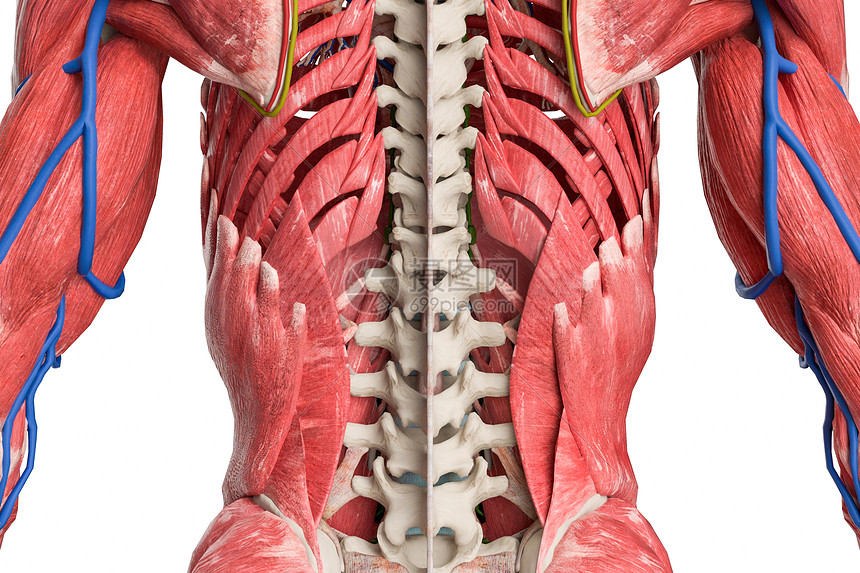 人体肌肉骨骼图片