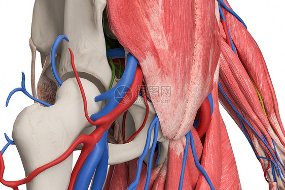 3D人体结构特写图片