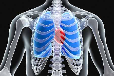 3D人体心肺X光高清图片