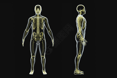 人体结构X光背景图片