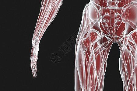 人体骨骼结构X光背景图片