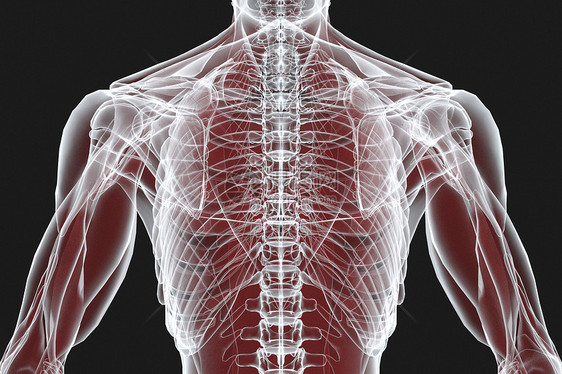 人体结构X光图片