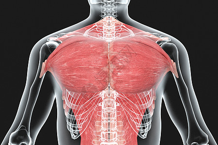 人体胸部肌肉X光高清图片