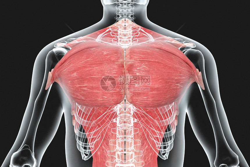 人体胸部肌肉X光图片