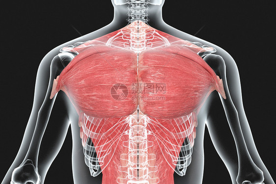 人体胸部肌肉X光图片
