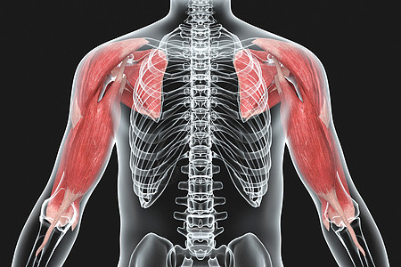 上肢人体手臂肌肉X光设计图片