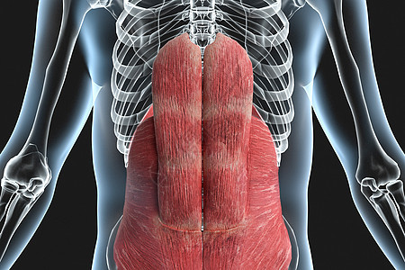 人体腹部肌肉X光图片