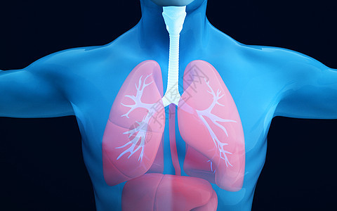人体气管图片