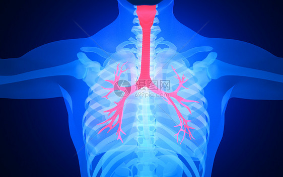 人体气管图片