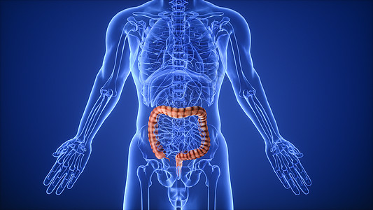 3D人体大肠结构图片