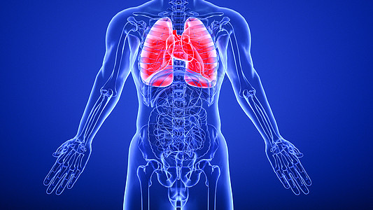 心肺模型呼吸系统疾病高清图片
