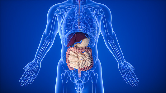 肝脏食物3D人体消化系统设计图片