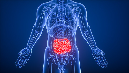 肠道消化3D消化系统小肠场景设计图片