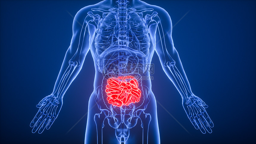 3D消化系统小肠场景图片