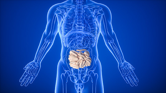 3D消化系统小肠场景图片