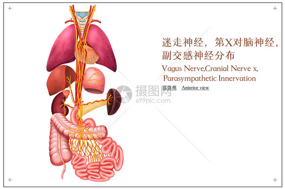 迷走神经和副交感神经分布医疗插画图片