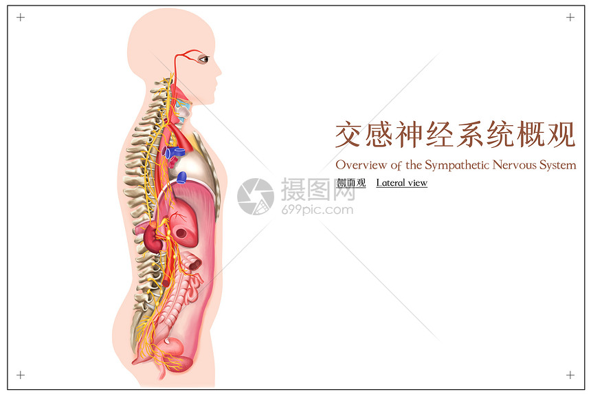 交感神经系统概观医疗插画图片