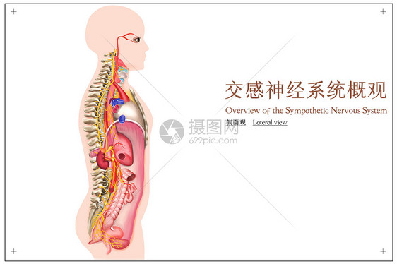 交感神经系统概观医疗插画图片