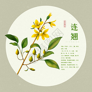 手摸被子中草药连翘插画插画