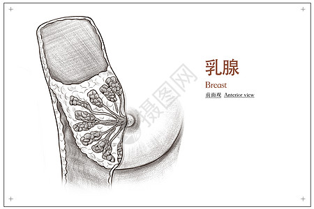 器官元素单列插画  |乳腺癌医疗插画示意图插画  |构成呼吸系统主要